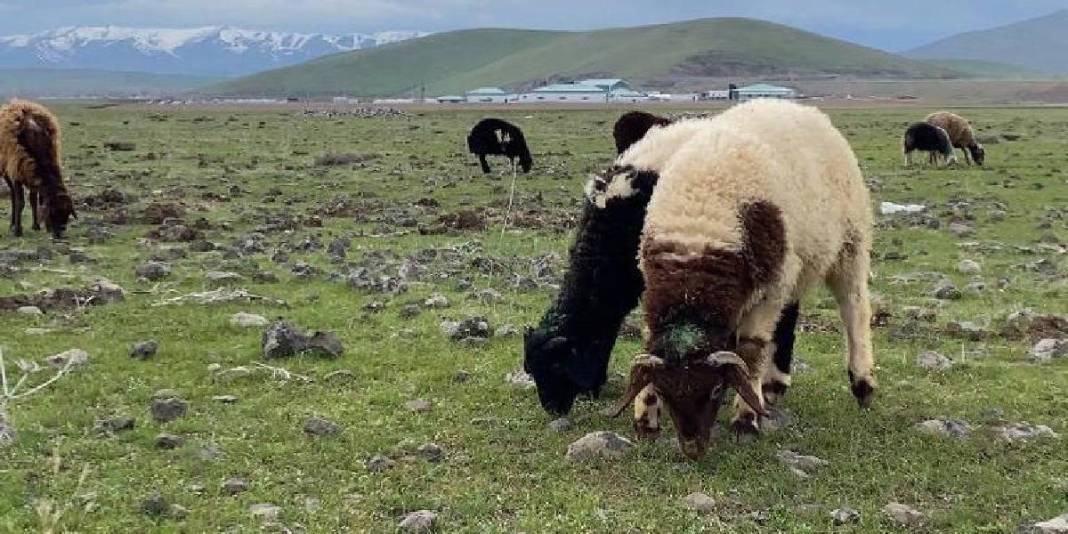 Güneş açtı hareketlilik başladı! Küçükbaşlar meraları şenlendirdi 2